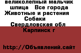 великолепный мальчик шпица - Все города Животные и растения » Собаки   . Свердловская обл.,Карпинск г.